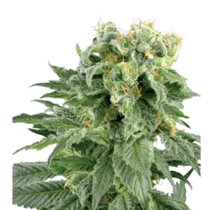 Sensi Seeds White Label Double Gum -10-Regular