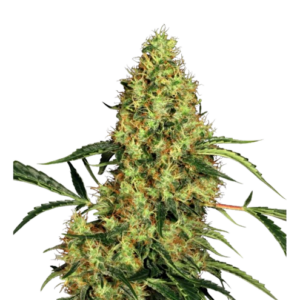 Sensi Seeds Mexican Sativa Regular -10Stck.-